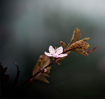 自动攻击网站工具下载